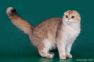 Photo №1. scottish fold - for sale in the city of Kazan | Negotiated | Announcement № 3721