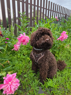 Photo №3. Smart, Friendly, and Hypoallergenic! 	2.	Meet Your New Best Friend Labradoodle. United States