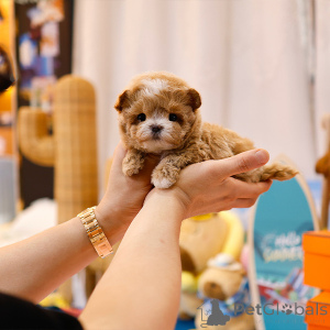 Photo №4. I will sell maltipu in the city of Florida. breeder - price - 400$