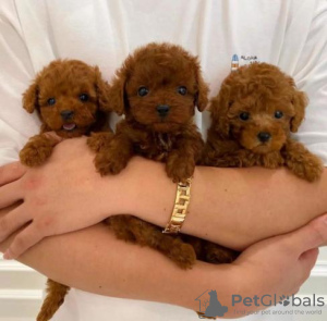 Photo №1. poodle (royal) - for sale in the city of Berlin | 275$ | Announcement № 101206