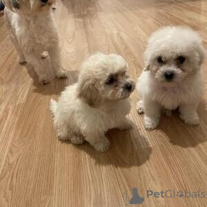 Photo №2 to announcement № 171863 for the sale of bichon frise - buy in Australia 