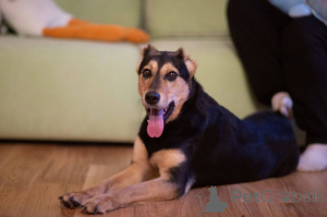 Photo №1. non-pedigree dogs - for sale in the city of Moscow river | Is free | Announcement № 165003