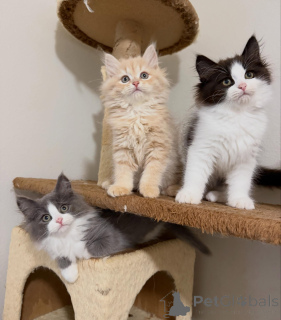 Photo №1. siberian cat - for sale in the city of DEVENTER | negotiated | Announcement № 170624