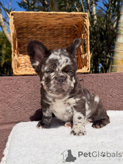 Photo №4. I will sell  in the city of Dusseldorf. breeder - price - negotiated