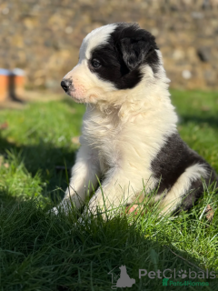 Photo №2 to announcement № 166501 for the sale of border collie - buy in Germany private announcement