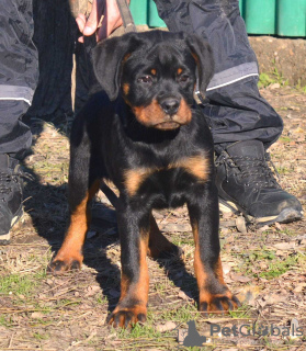 Photo №3. Rottweiler, top puppies. Serbia