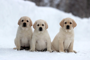 Photo №4. I will sell labrador retriever in the city of Novosibirsk. from nursery - price - 311$