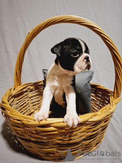 Photo №3. Boston Terrier puppies from champion bloodlines. Serbia