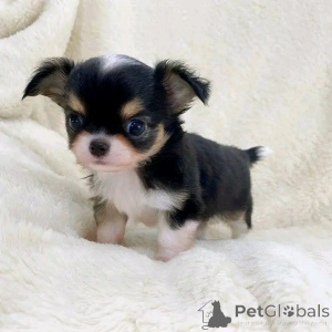 Photo №2 to announcement № 137157 for the sale of chihuahua - buy in Germany breeder