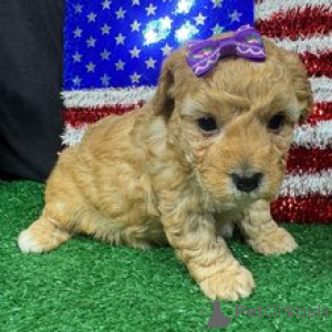 Photo №4. I will sell poodle (toy) in the city of Munich. private announcement - price - 723$
