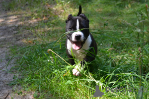 Photo №4. I will sell american bully in the city of Ramenskoye. from nursery - price - 1826$