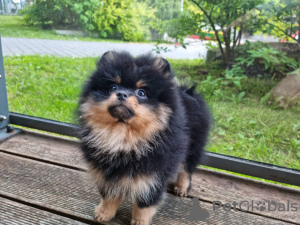 Photo №3. Сute black&tan Pomeranian puppy. Lithuania