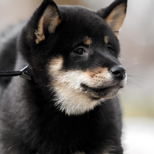 Photo №2 to announcement № 5418 for the sale of shiba inu - buy in Belarus from nursery, breeder