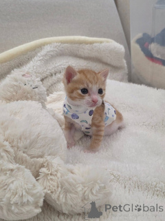 Photo №1. scottish fold - for sale in the city of Afionas | 310$ | Announcement № 175592