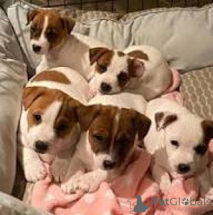 Photo №2 to announcement № 166593 for the sale of jack russell terrier - buy in Belgium private announcement, breeder