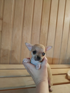 Additional photos: Chihuahua girl