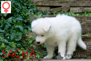 Photo №1. yakutian laika - for sale in the city of Krakow | 1248$ | Announcement № 22718