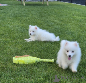 Photo №1. japanese spitz - for sale in the city of Munich | 310$ | Announcement № 154783