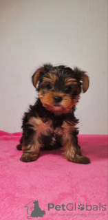 Photo №1. yorkshire terrier - for sale in the city of Ашеберг | 260$ | Announcement № 46165