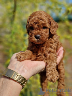 Additional photos: Miniature poodle