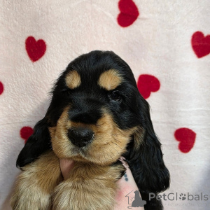 Photo №2 to announcement № 164543 for the sale of english cocker spaniel - buy in Finland private announcement