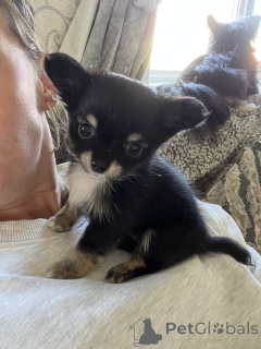 Photo №4. I will sell chihuahua in the city of Tampa. private announcement - price - 280$