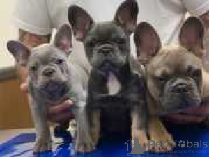 Photo №1. french bulldog - for sale in the city of Даллас | 500$ | Announcement № 128183