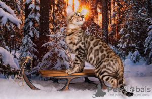 Photo №2 to announcement № 8895 for the sale of bengal cat - buy in Russian Federation 
