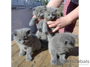 Photo №1. british shorthair - for sale in the city of Ливерпуль | negotiated | Announcement № 25505
