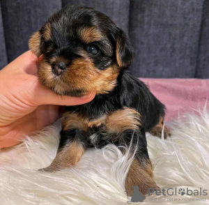 Additional photos: Amazing Yorkie puppies Business WhatsApp 37256062792