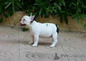 Photo №1. french bulldog - for sale in the city of Queens Park | negotiated | Announcement № 168778
