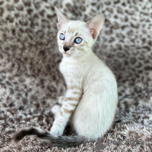 Photo №2 to announcement № 153230 for the sale of bengal cat - buy in Sweden private announcement