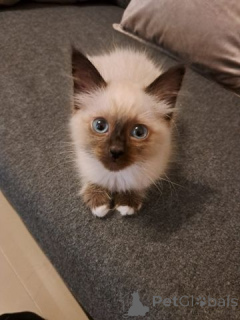 Photo №1. burmese cat - for sale in the city of Hannover | Is free | Announcement № 135946
