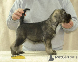 Photo №3. Medium -sized schnauzer puppy. Serbia