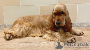 Photo №1. english cocker spaniel - for sale in the city of Kiev | 845$ | Announcement № 36513