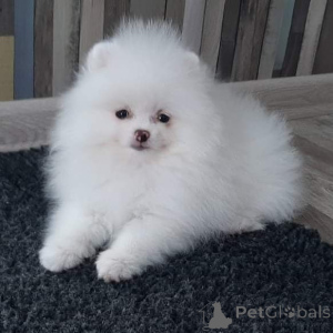 Photo №4. I will sell pomeranian in the city of Bremen. private announcement - price - 358$