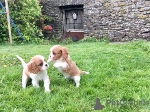 Photo №3. Adorable Cavalier King Charles Puppies for free adoption. Germany