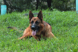 Photo №2 to announcement № 2014 for the sale of german shepherd - buy in Russian Federation private announcement