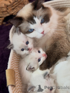 Photo №1. ragdoll - for sale in the city of Roermond | negotiated | Announcement № 170646