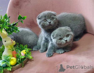 Photo №1. scottish fold - for sale in the city of Antwerp | Is free | Announcement № 161604