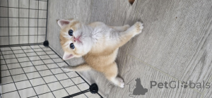Photo №2 to announcement № 173306 for the sale of british shorthair - buy in Russian Federation from nursery