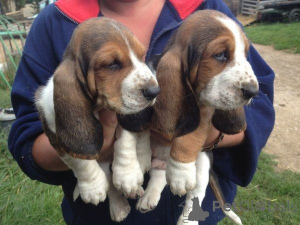 Photo №1. basset hound - for sale in the city of Aalen | 465$ | Announcement № 169412
