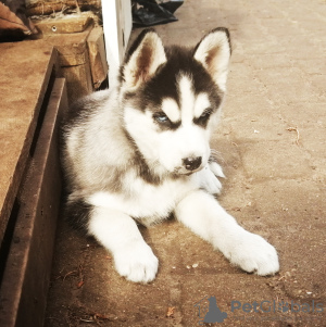 Additional photos: Husky kids