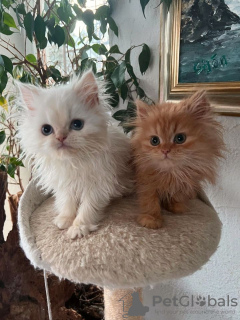 Photo №1. persian cat - for sale in the city of Helsinki | 300$ | Announcement № 69134