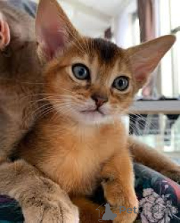 Photo №2 to announcement № 166958 for the sale of abyssinian cat - buy in Finland private announcement, breeder