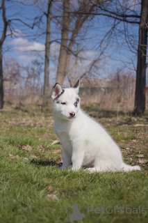 Photo №2 to announcement № 9817 for the sale of siberian husky - buy in Ukraine private announcement
