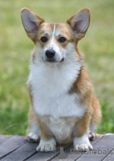 Additional photos: Pembroke welsh corgi puppy