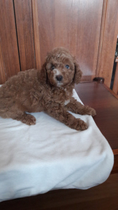 Photo №1. poodle (toy) - for sale in the city of Krivoy Rog | 368$ | Announcement № 6251
