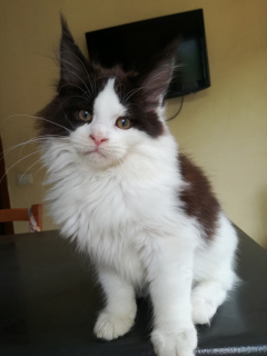 Photo №3. Maine coon girl. Italy