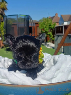Photo №2 to announcement № 175715 for the sale of yorkshire terrier - buy in Germany private announcement